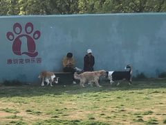 -趣玩宠物乐园寄养训犬训狗游泳池