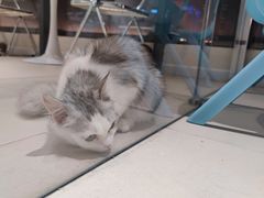 -怪兽屋·羊驼·猫咖·狗咖(俊华广场店)