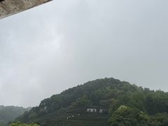 -阿巧茶庄