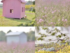 -紫颐香薰山谷景区