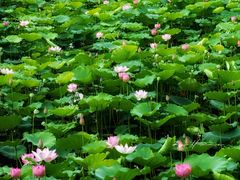 -荔湾湖公园