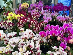 -溪岸路花鸟市场