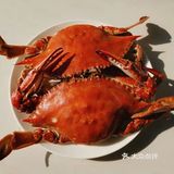螃蟹趴体:大闸蟹vs梭子蟹