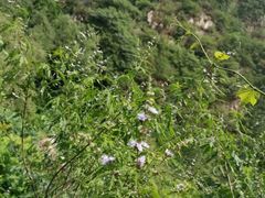 -碓臼峪自然风景区