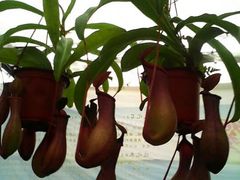android_upload_pic-秦美花卉(天朗·莱茵小城2期店)