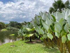 -中国科学院西双版纳热带植物园