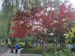 -黄村公园