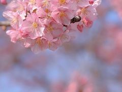 -上海辰山植物园