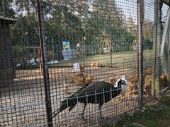 -前小桔亲子创意农场·草莓采摘·露营烧烤