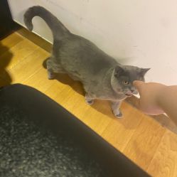 -飛凡TATTOO纹身•原创