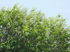 -丁香湖公园