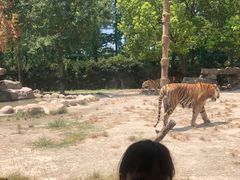 -上海野生动物园老虎餐厅