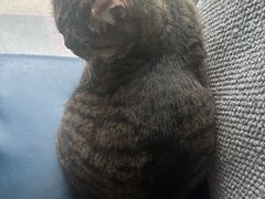-伟伟宠物医院·瑞派猫友好医院·猫科(光谷店)