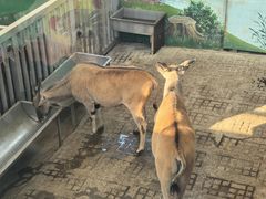 -西霞口神雕山野生动物世界