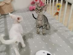 -十年猫舍·猫咪专门店(普陀店)
