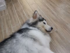 -李小姐の猫咖啡馆(五角场店)
