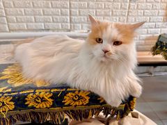 -平行世界·猫咖(首经贸店)