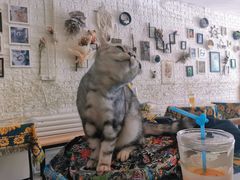 -平行世界·猫咖(首经贸店)