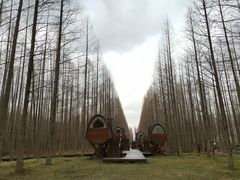 -黄海国家森林公园