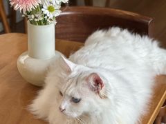 -有猫主题·治愈系猫咖(曾厝垵店)