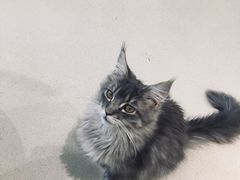 -藏猫猫咖啡主题馆(中央大道店)