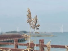 -阳澄湖半岛旅游度假区