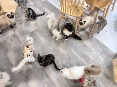 -楼上猫咖(罗湖店)