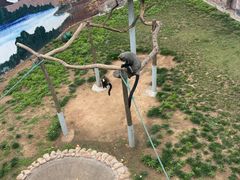 -西霞口神雕山野生动物世界