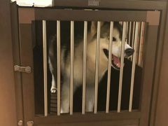 -more than meow吴止猫主题餐厅(承德 中船汇店)