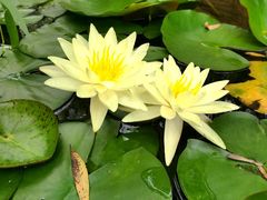 -武清南湖绿博园