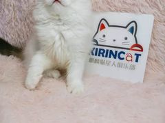 -十年猫舍·猫咪专门店(普陀店)