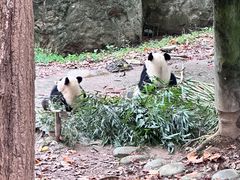 -都江堰中华大熊猫苑