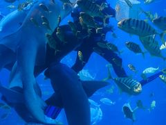 -太平洋海底世界