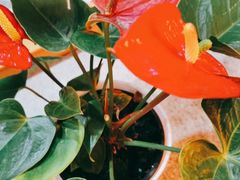 -管氏翅吧(国展店)