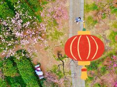 -梅花山(明孝陵内)