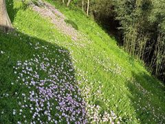 -西湖风景区-江洋畈生态公园