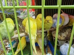 -桂林市花鸟市场