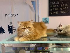 -Heymao猫咖.咖啡厅(东门店)