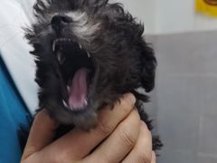 -宠颐生嘉德动物医院