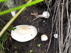 -白草畔自然风景区