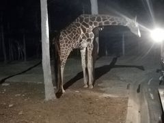-清迈夜间动物园