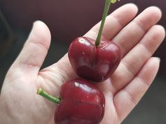 -沈阳市八家子水果批发市场
