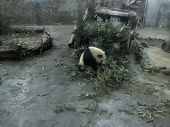 -院8里·少城记忆老川菜(宽窄巷子店)