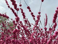 -永定河休闲森林公园