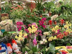 -曲阳花鸟市场(曲阳路店)