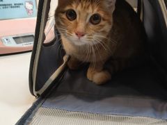 -御宝贝·A梦猫科宠物医院(国际猫友好医院)