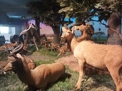 -国家自然博物馆