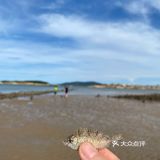 平潭赶海🌊小海鲜统统带回家啦！