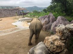 -青岛森林野生动物世界