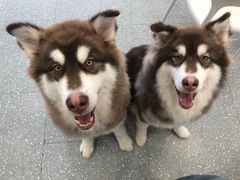 -Let's go狗咖·猫咖·奶狗·桌游(春熙路IFS店)